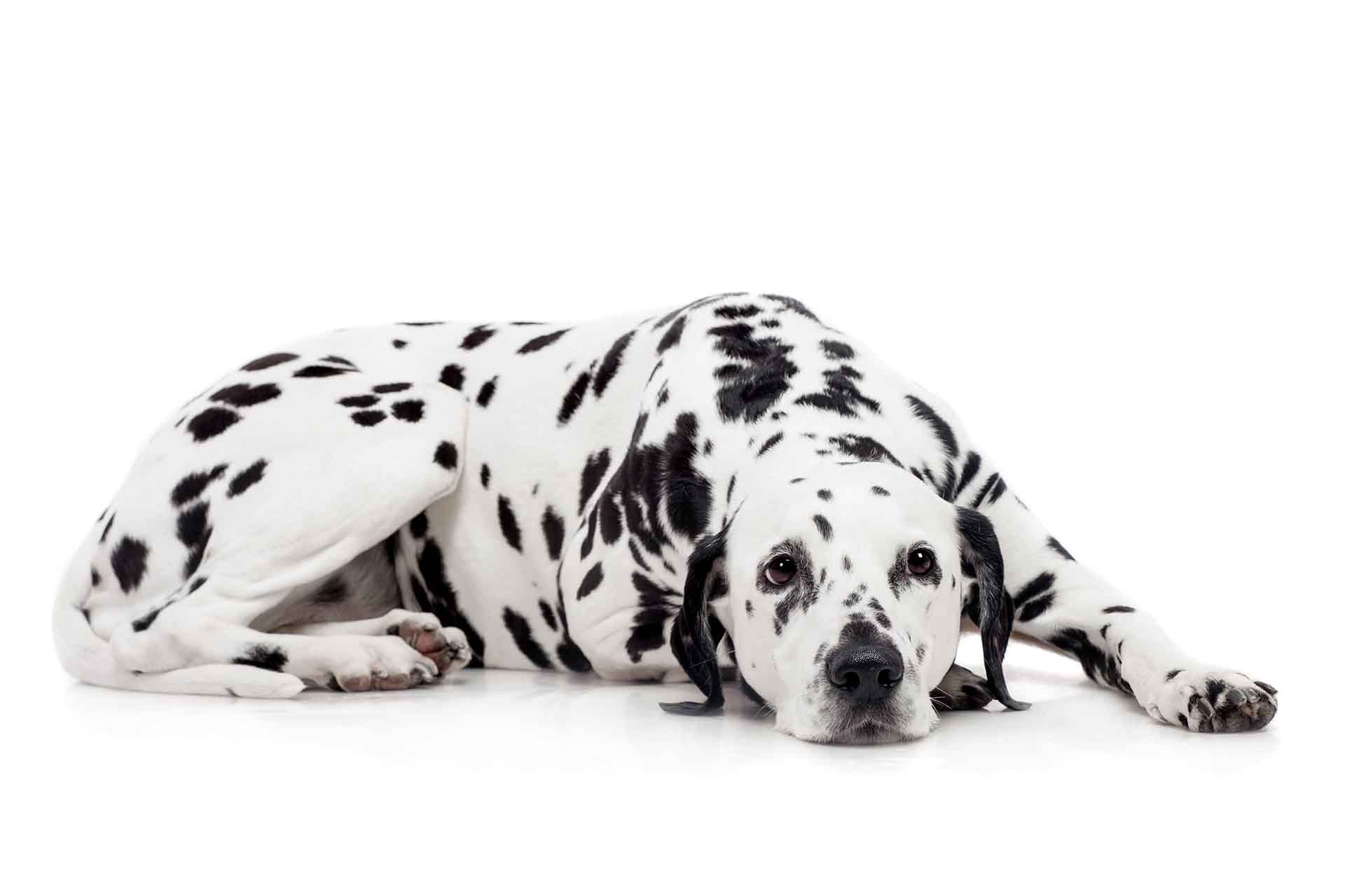 Dalmatiner (Hund)